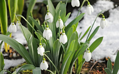 TIPS for your garden in February