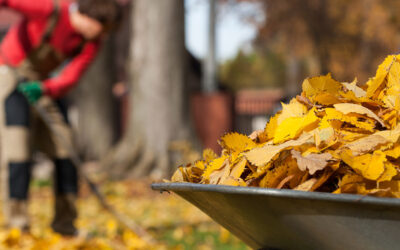 The last works in the garden in November