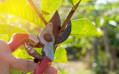 Gardening in August The plant pruning