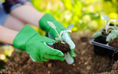 Garden month April – your vegetable garden