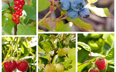 Tipps für Ihren BEEREN Garten im Juli! Pflege, Bewässerung & Ernte