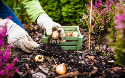 GartenTIPPS Oktober Garten bewässern, pflegen & vorbereiten