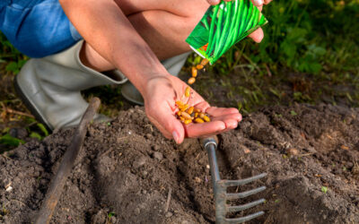 Ihr Gemüsegarten im Juni Tipps, Tricks und Bewässerung!