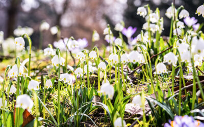 Der Frühling naht! Tipps, Tricks & Bewässerung Garten im MÄRZ