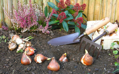 Ihr Garten im OKTOBERTipps, Tricks & Bewässerung