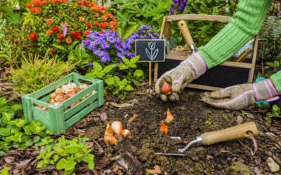 Ihr Garten im SEPTEMBERTipps, Tricks & Bewässerung