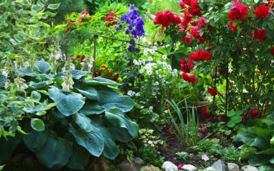 Ihr Garten im JULI Tipps, Tricks & Bewässerung