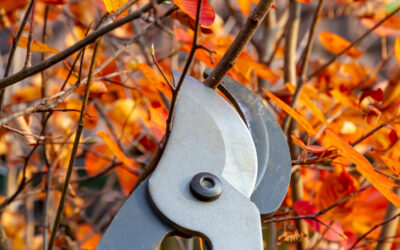 Gartenarbeit im Herbst So bereiten Sie Ihren Garten auf den Winter vor!