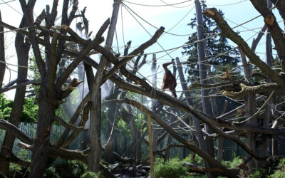 Raintime Nebelkühlung für den neuen Orang-Utans Klettergarten im Tiergarten Schönbrunn