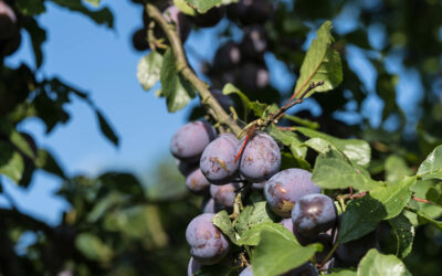 Nutzgarten  : Die besten Gartentipps für September